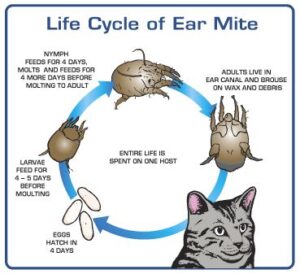 Ear Mites in Cats