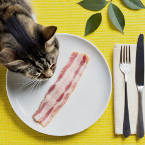 can cats eat bacon?