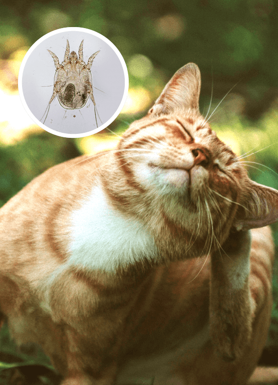 Ear Mites in Cats