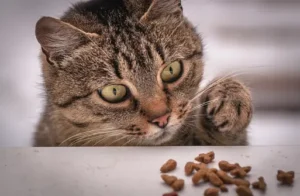 can a cat eat almonds?