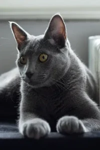 Russian Blue Cat Hypoallergenic