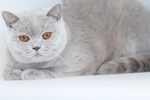 Russian Blue Cat Hypoallergenic?