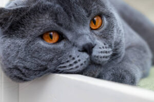 Russian Blue Cat Hypoallergenic