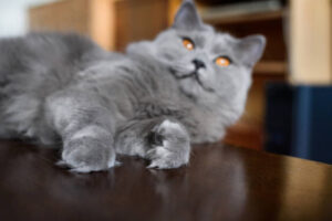 Russian Blue Cat Hypoallergenic