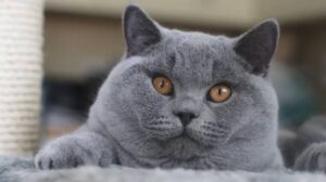 Russian Blue Cat Hypoallergenic