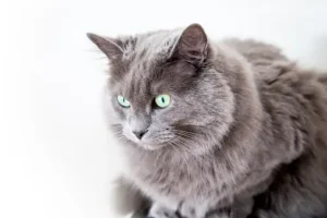 Russian Blue Cat Hypoallergenic