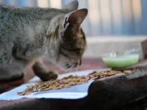 can a cat eat almonds?