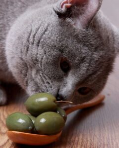 Can Cats Eat Olive Oil?