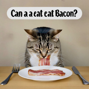 can cats eat bacon?