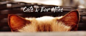 Ear Mites in Cats