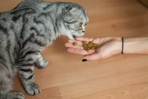 can a cat eat almonds?