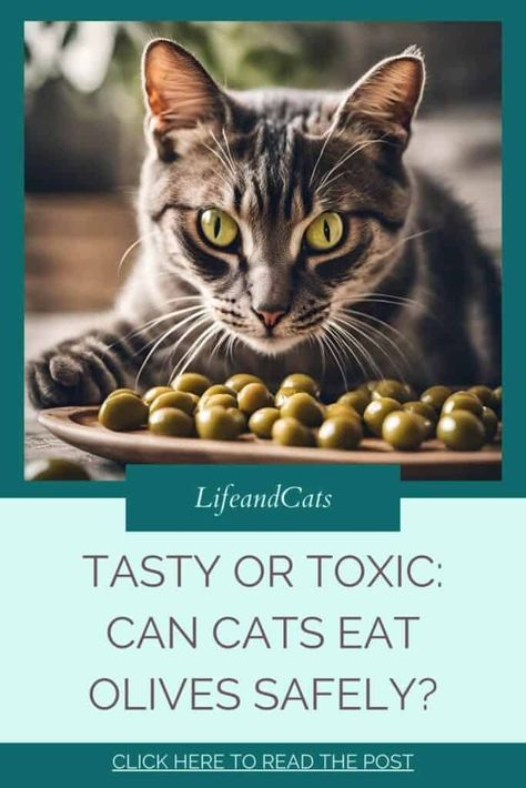 Can Cats Eat Olive Oil?