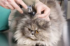 Ear Mites in Cats