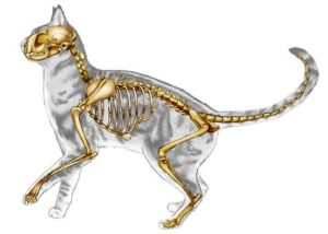 The 4 Essential Elements of a Cat's Skeleton