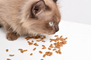 Can Cats Eat Almonds?