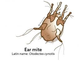 Ear Mites in Cats