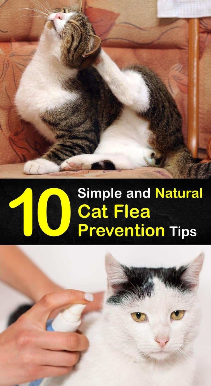 Flea Treatment for Cats