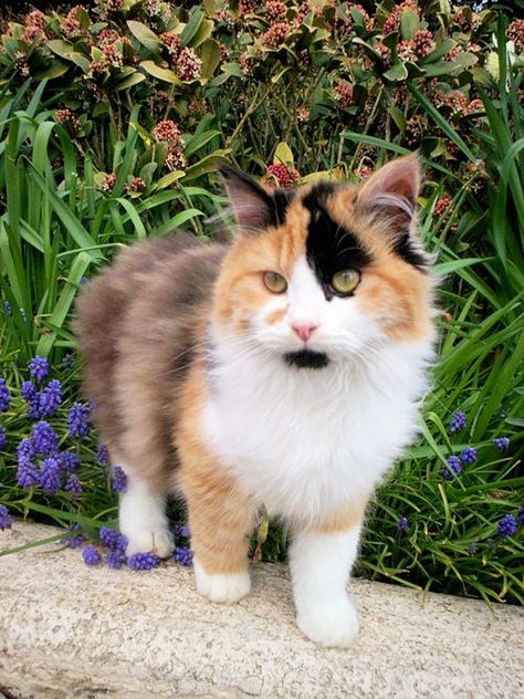 Dilute Tortoiseshell Cat