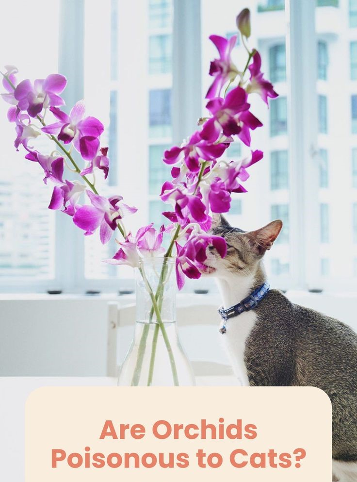 Are Orchids Poisonous to Cats?