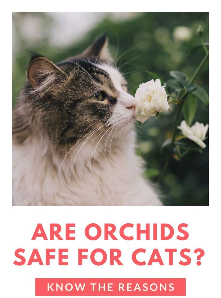 Are Orchids Poisonous to Cats?