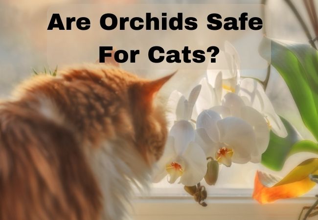 Are Orchids Poisonous to Cats?