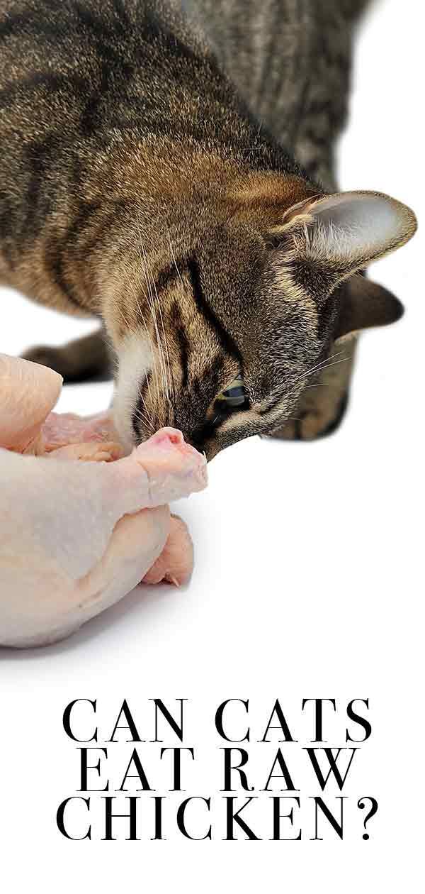 Can Cats Eat Raw Chicken?