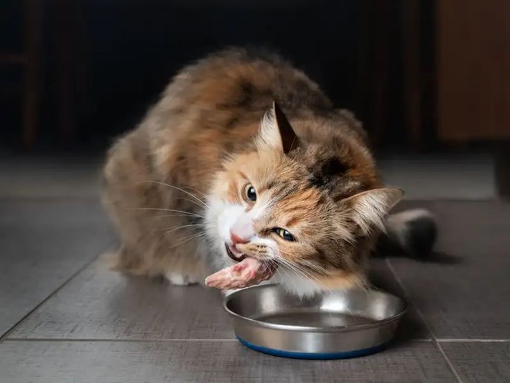 Can cats eat raw chicken?