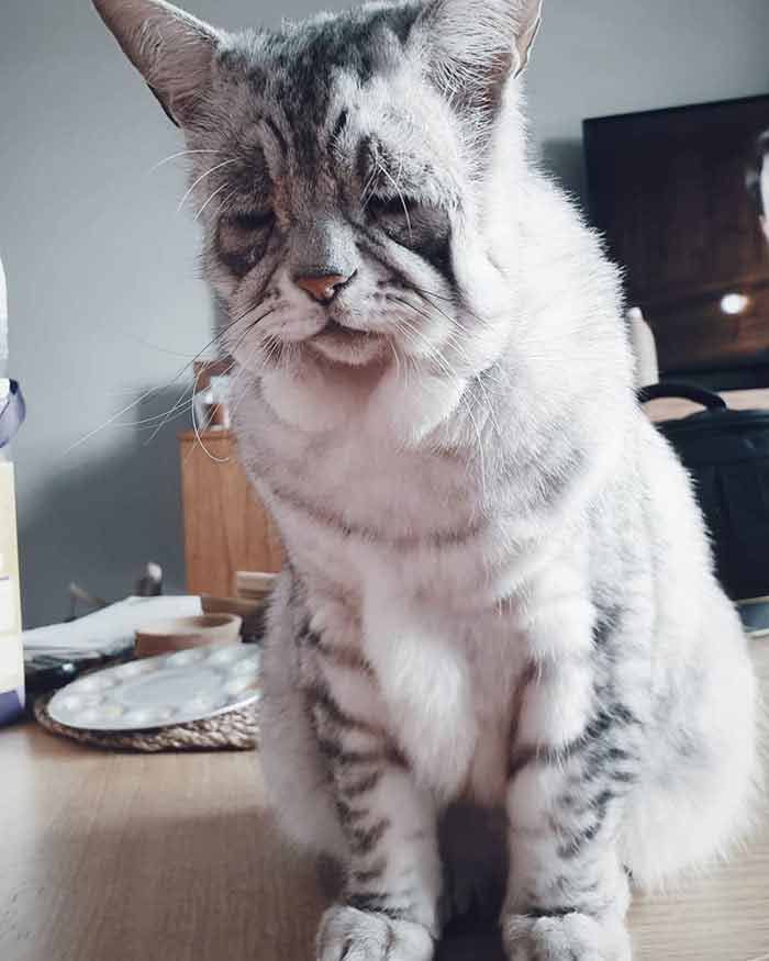 cat with down syndrome