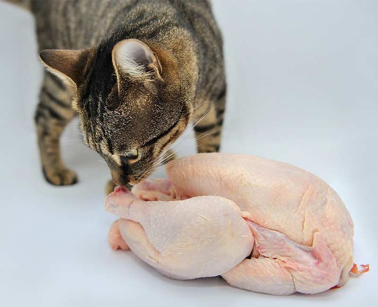 Can cats eat raw chicken?