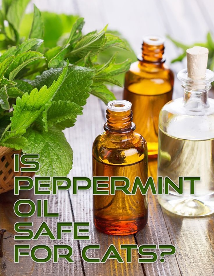 Is Peppermint Oil Safe for Cats?