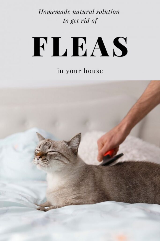 Flea Treatment for Cats