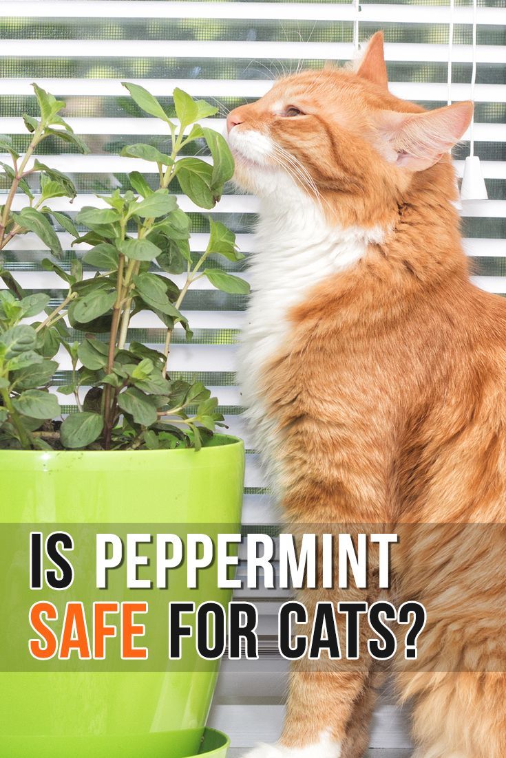 Is Peppermint Oil Safe for Cats?