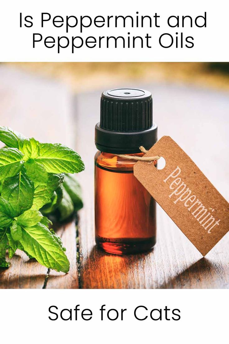 Is Peppermint Oil Safe for Cats?