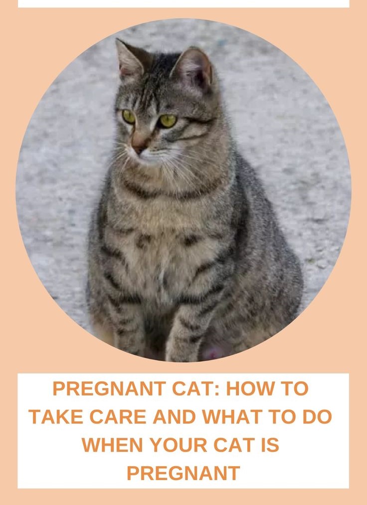 "How long is a cat pregnant?"