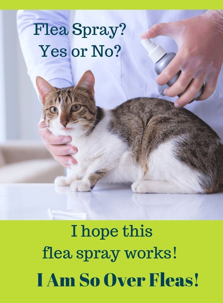 Flea Treatment for Cats