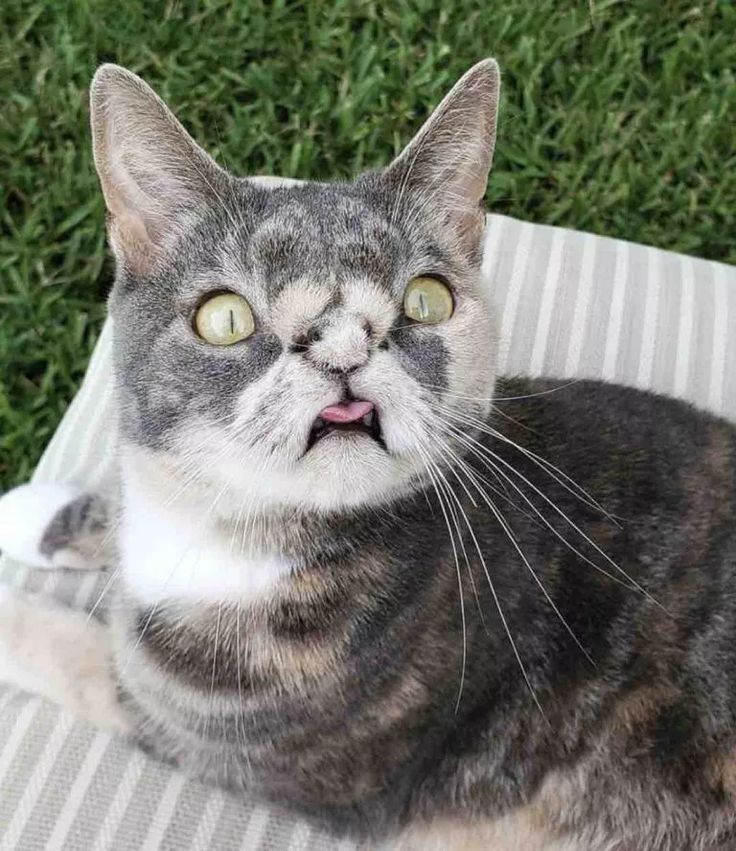 cat with down syndrome