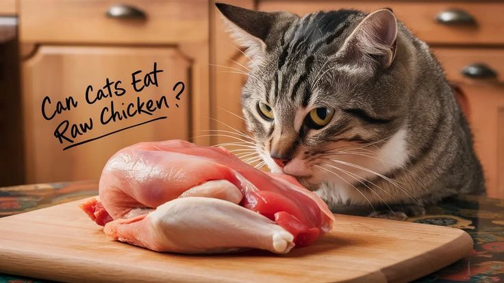 Can cats eat raw chicken?