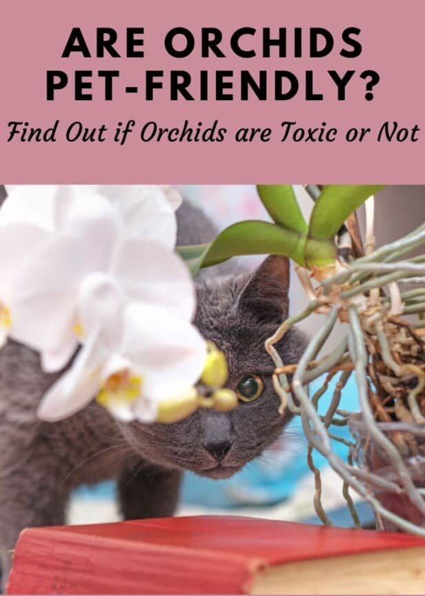 Are Orchids Poisonous to Cats?