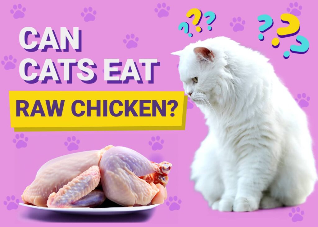 Can cats eat raw chicken?